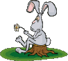 coniglio fiore.gif
